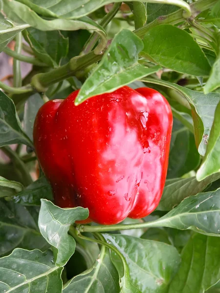 保加利亚的辣椒，布什 — 图库照片