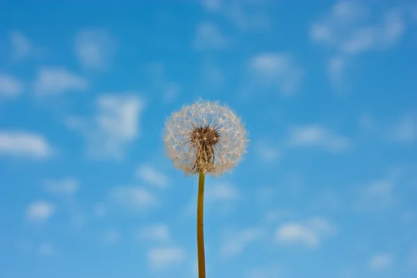 Mavi gökyüzünün arka planında karahindiba — Stok fotoğraf