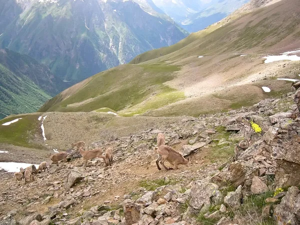 Ciervos en las montañas —  Fotos de Stock