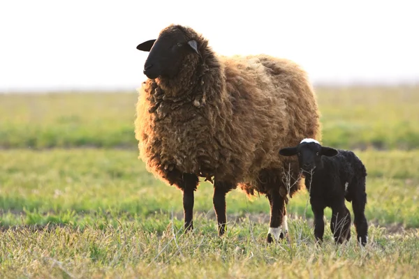 stock image Ewe and lamb