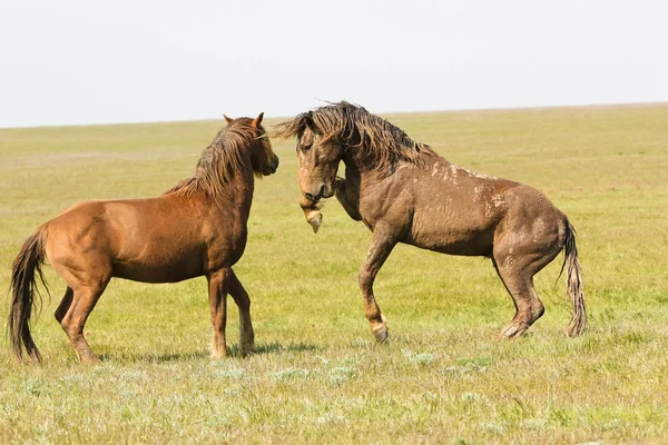 Fight of horses — Stock Photo, Image
