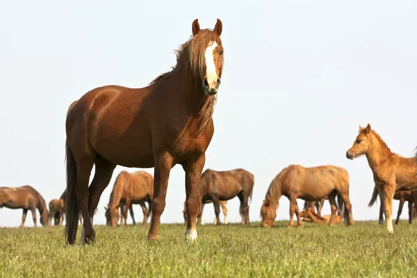 Dzikie konie na pastwiskach — Zdjęcie stockowe