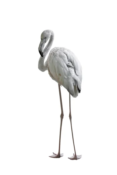 Flamingo em branco — Fotografia de Stock