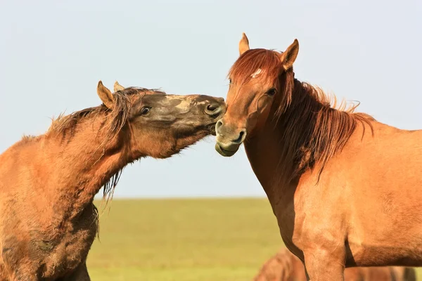 Beautiful horses in love — Stock Photo, Image