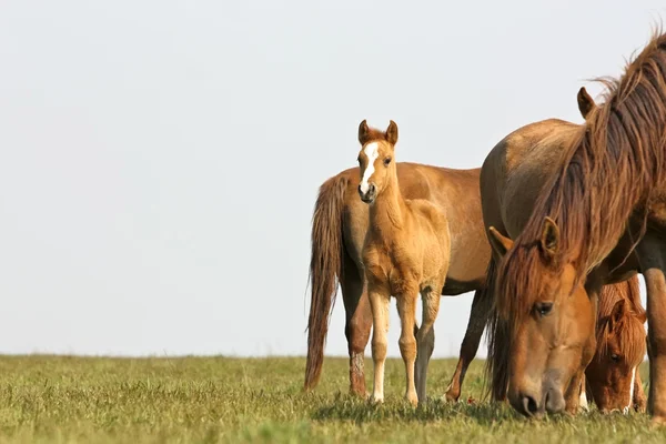 Paard en veulen — Stockfoto