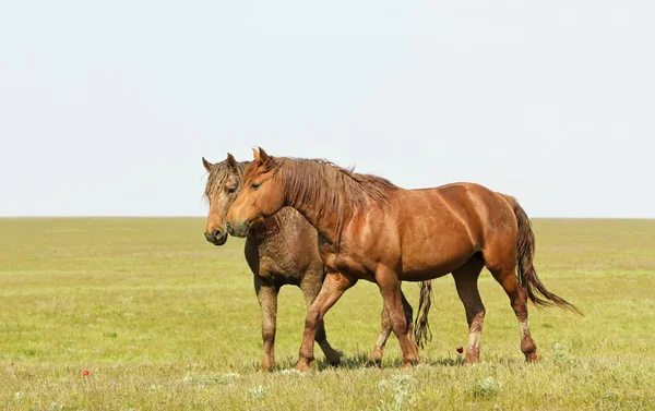 Belos cavalos apaixonados — Fotografia de Stock