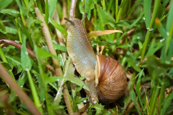 Snail in the grass