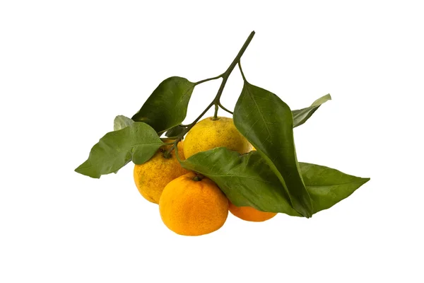 Mandarin isolated on a white background — Stock Photo, Image