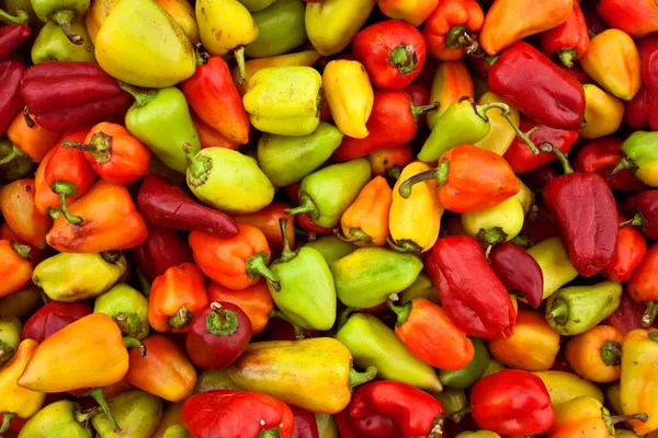 Colorful Bulgarian pepper — Stock Photo, Image