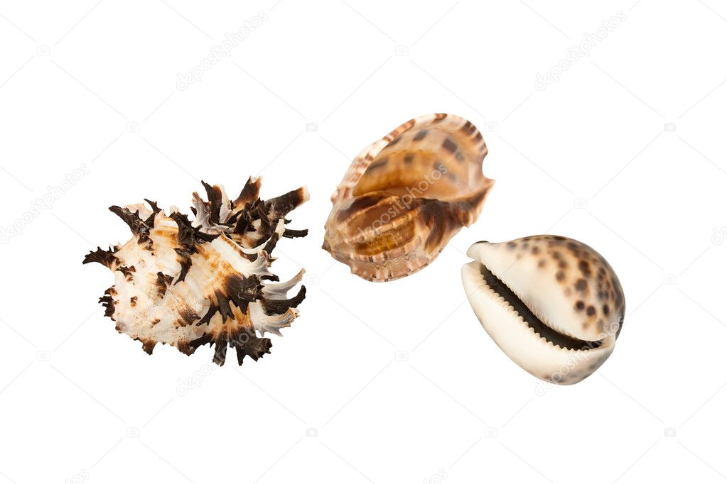 Shells isolated on the white background