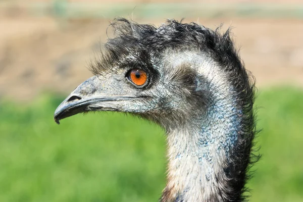 Avestruz emu — Fotografia de Stock
