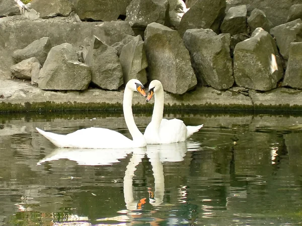 stock image Swans heart