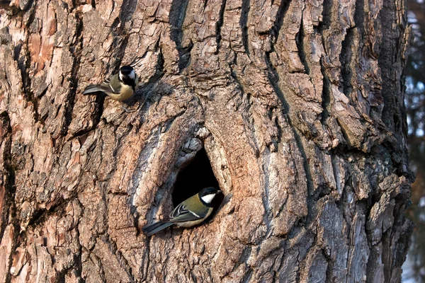 Titmouse na stromě poblíž duté — Stock fotografie