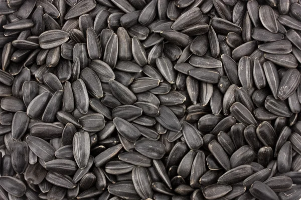 Семена подсолнечника — стоковое фото