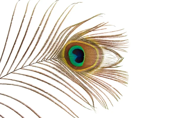 stock image Detail of peacock feather eye