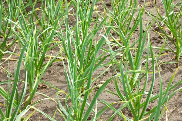 stock image A seedling of green onion farm