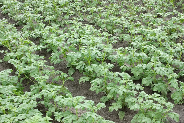 Stock image Rows of potato bushes