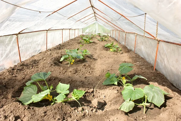 stock image Cucumber plant in the greenhouse