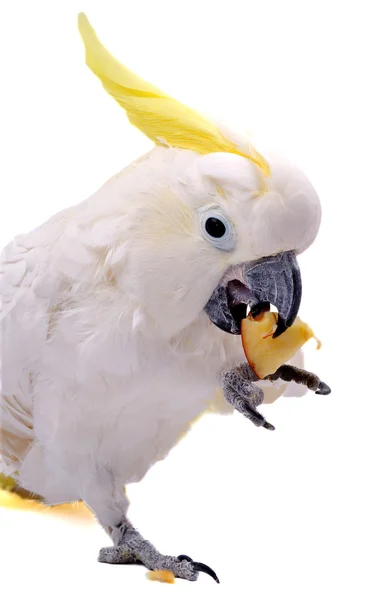 Попугай — стоковое фото