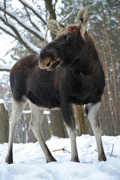 Elk — Stok fotoğraf