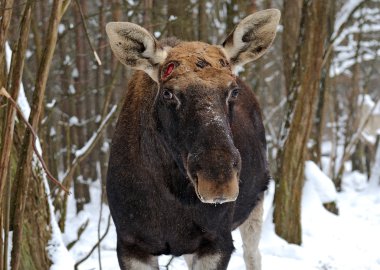 Elk