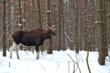 Elk