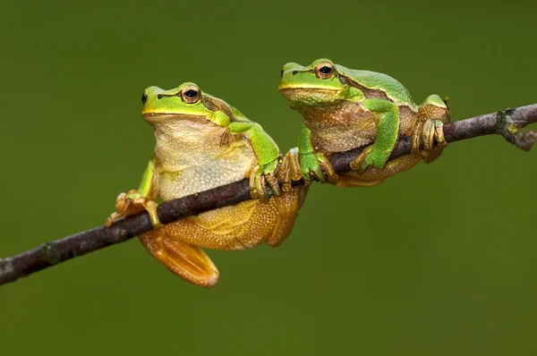 stock image Arboreal frog