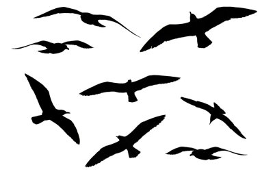 Various birds clipart