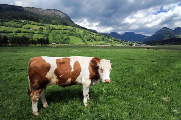 Krowa na polu trawy — Zdjęcie stockowe