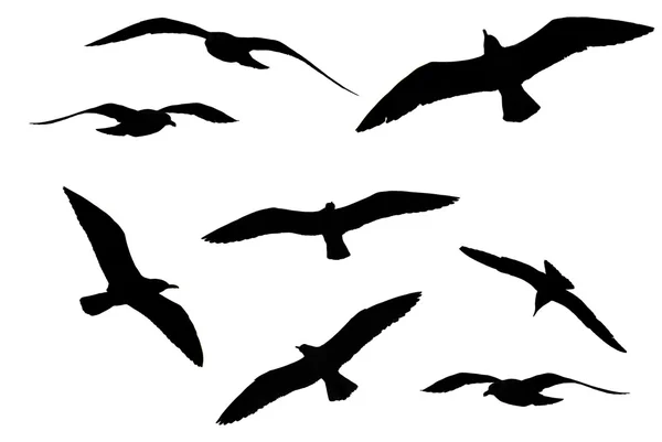 Varias aves —  Fotos de Stock