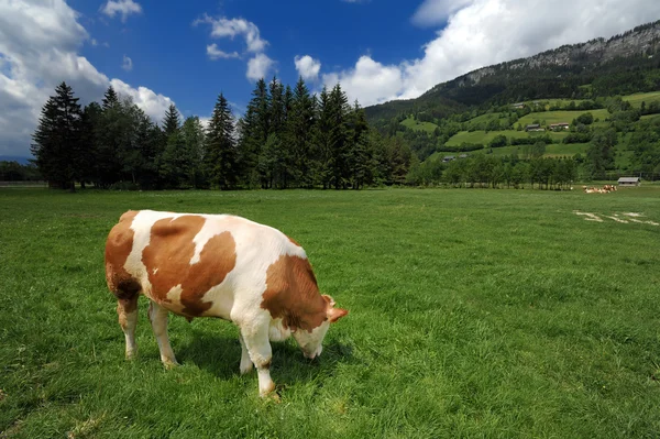 Cow in a grass field — Stock Photo, Image
