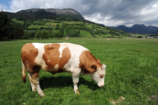Krowy jedzące trawę — Zdjęcie stockowe
