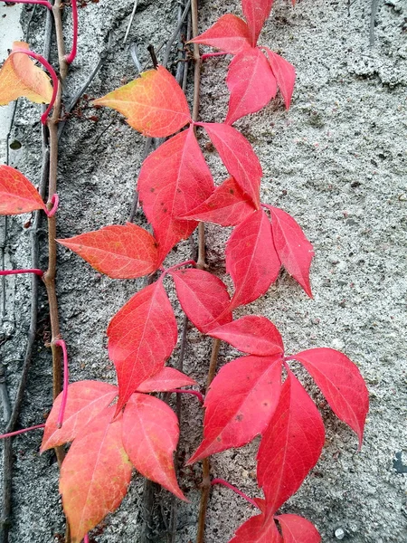 Rote Schlingpflanze — Stockfoto