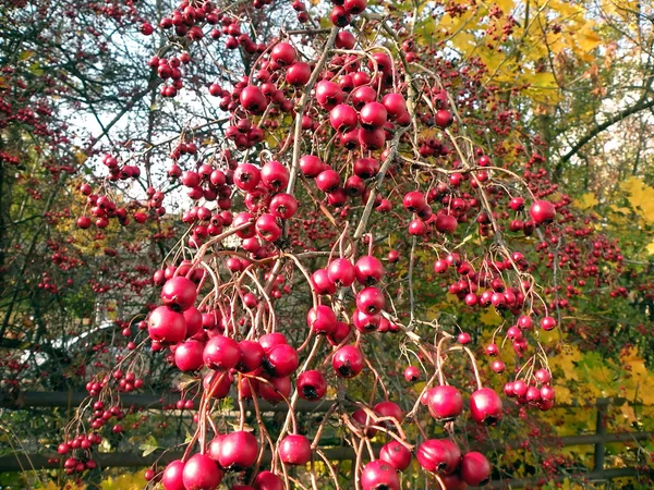 Espino rojo maduro — Foto de Stock