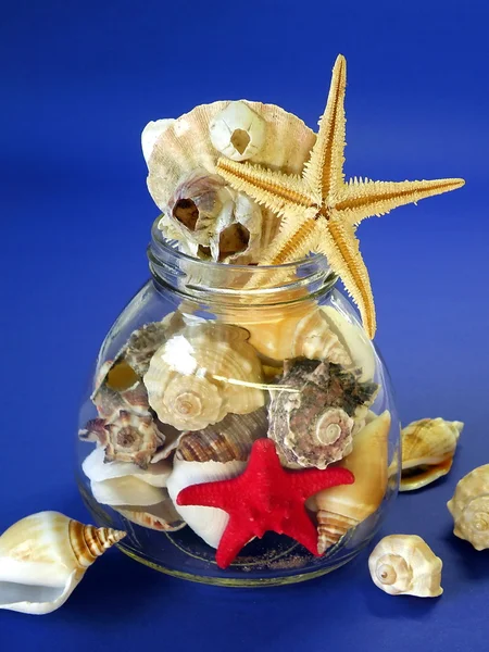 Conchas e estrelas de peixe — Fotografia de Stock