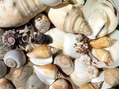 Shells clipart