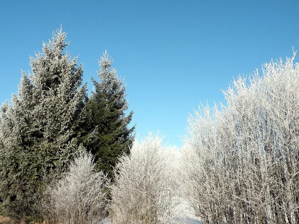 Zugefrorene Bäume — Stockfoto