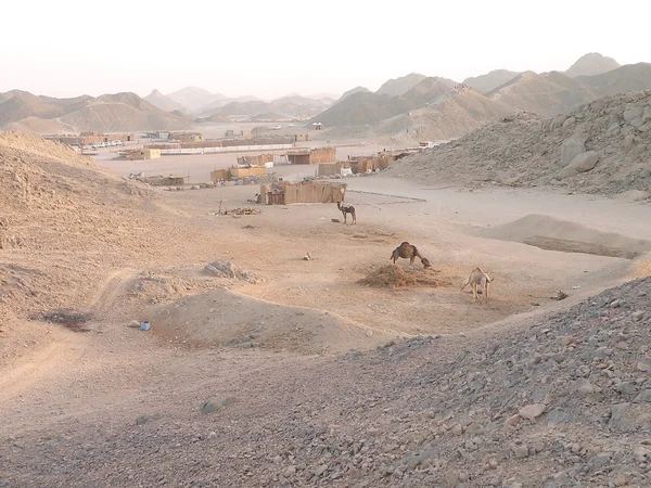 Bedouin village — Stock Photo, Image