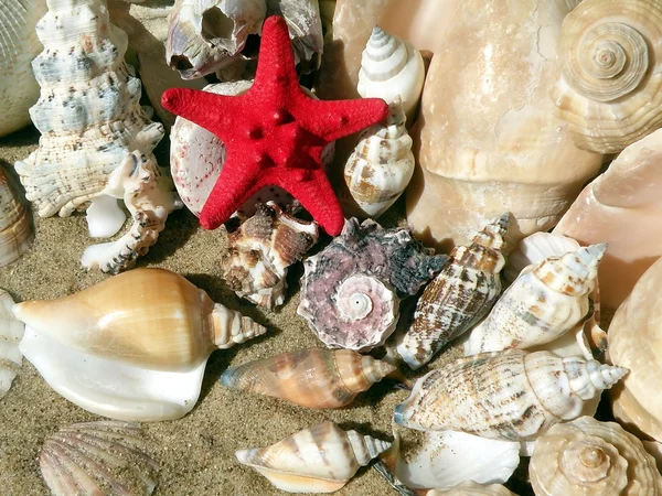 Conchas y estrellas de peces — Foto de Stock