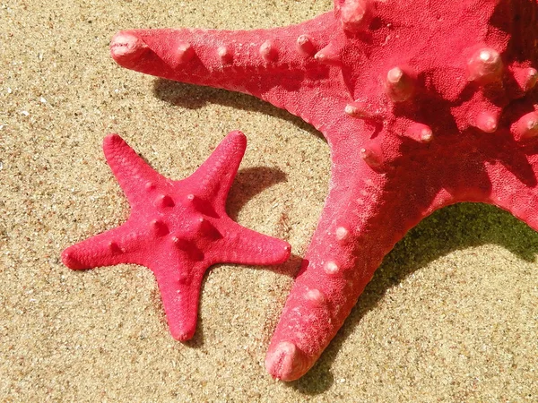 Red fish stars — Stock Photo, Image