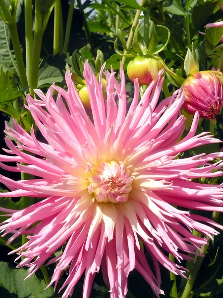 Pembe yıldız çiçeği — Stok fotoğraf