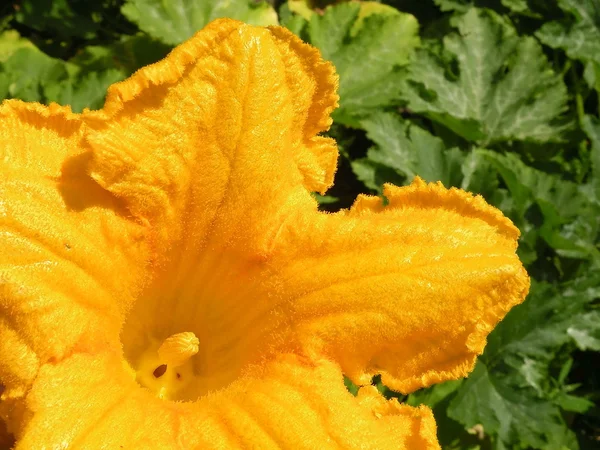 Flor de calabacín — Foto de Stock