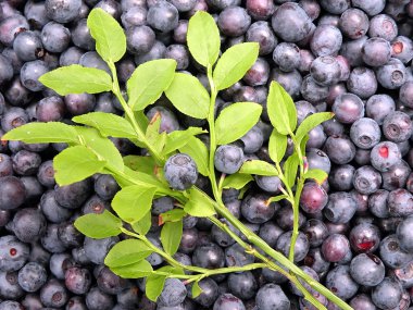 vahşi bilberries