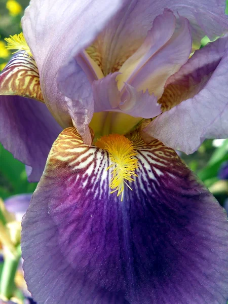 Iris azul —  Fotos de Stock