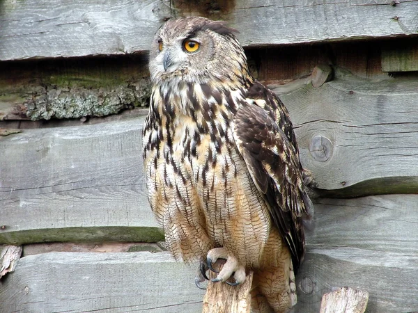 stock image Owl