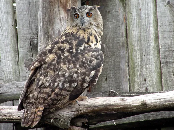 Pied owl — Stock Photo, Image