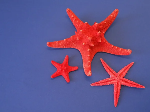 赤い魚星 — ストック写真