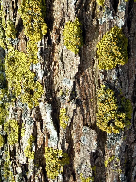 Кора дерева с мхом — стоковое фото