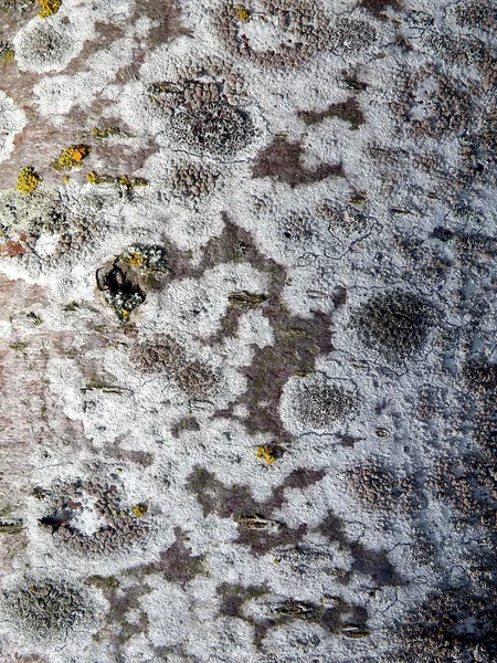 Tree bark with moss — Stock Photo, Image