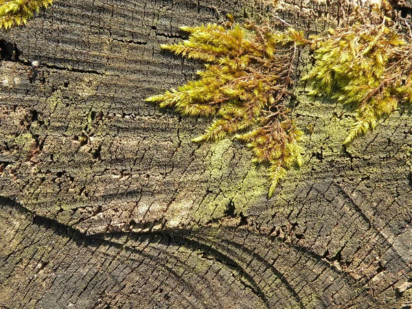 木头与苔藓 — 图库照片